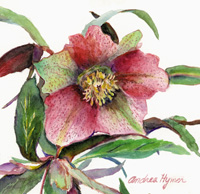 Christmas Rose by Andrea Holte